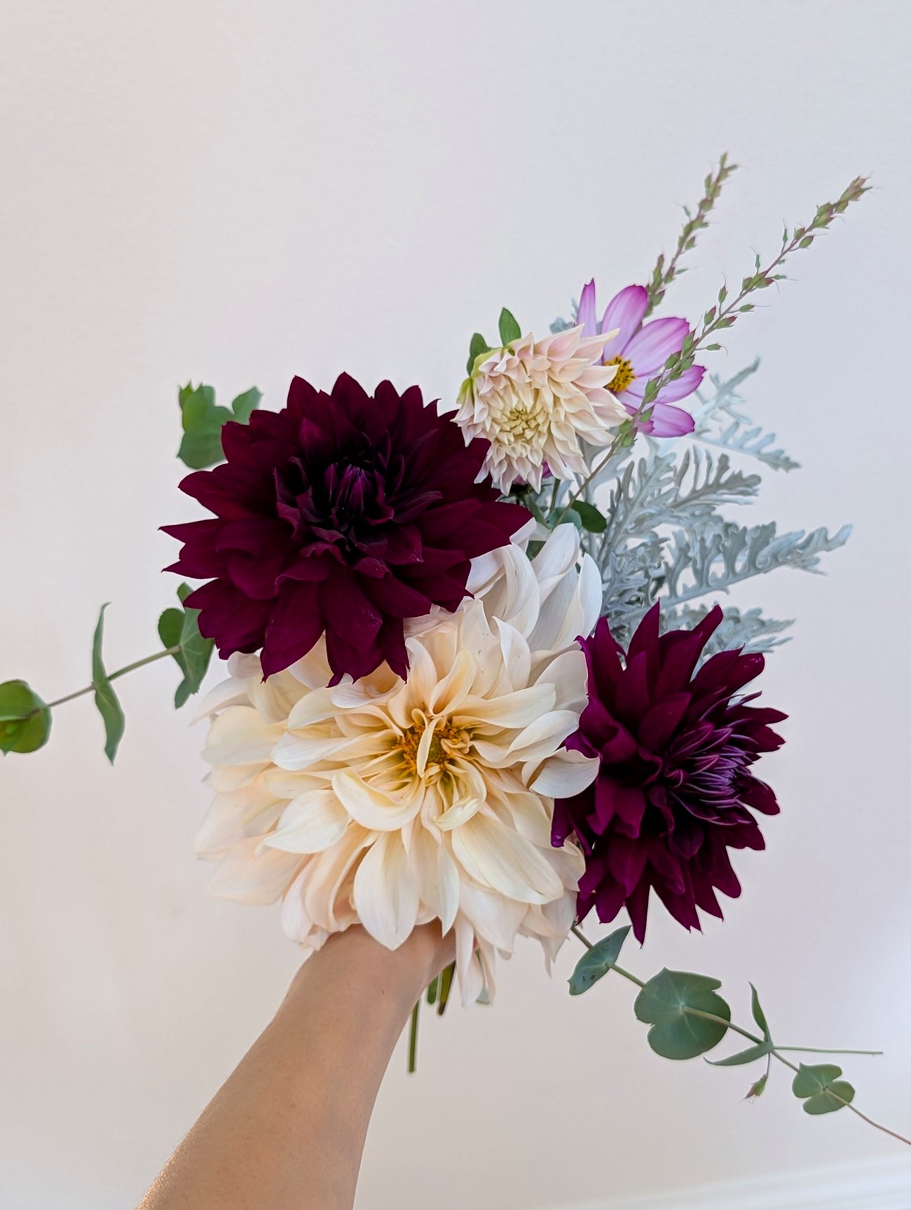 Hand-tied dahlia bouquet — burgundy and cream café-au-lait dahlias with cosmos and dusty miller