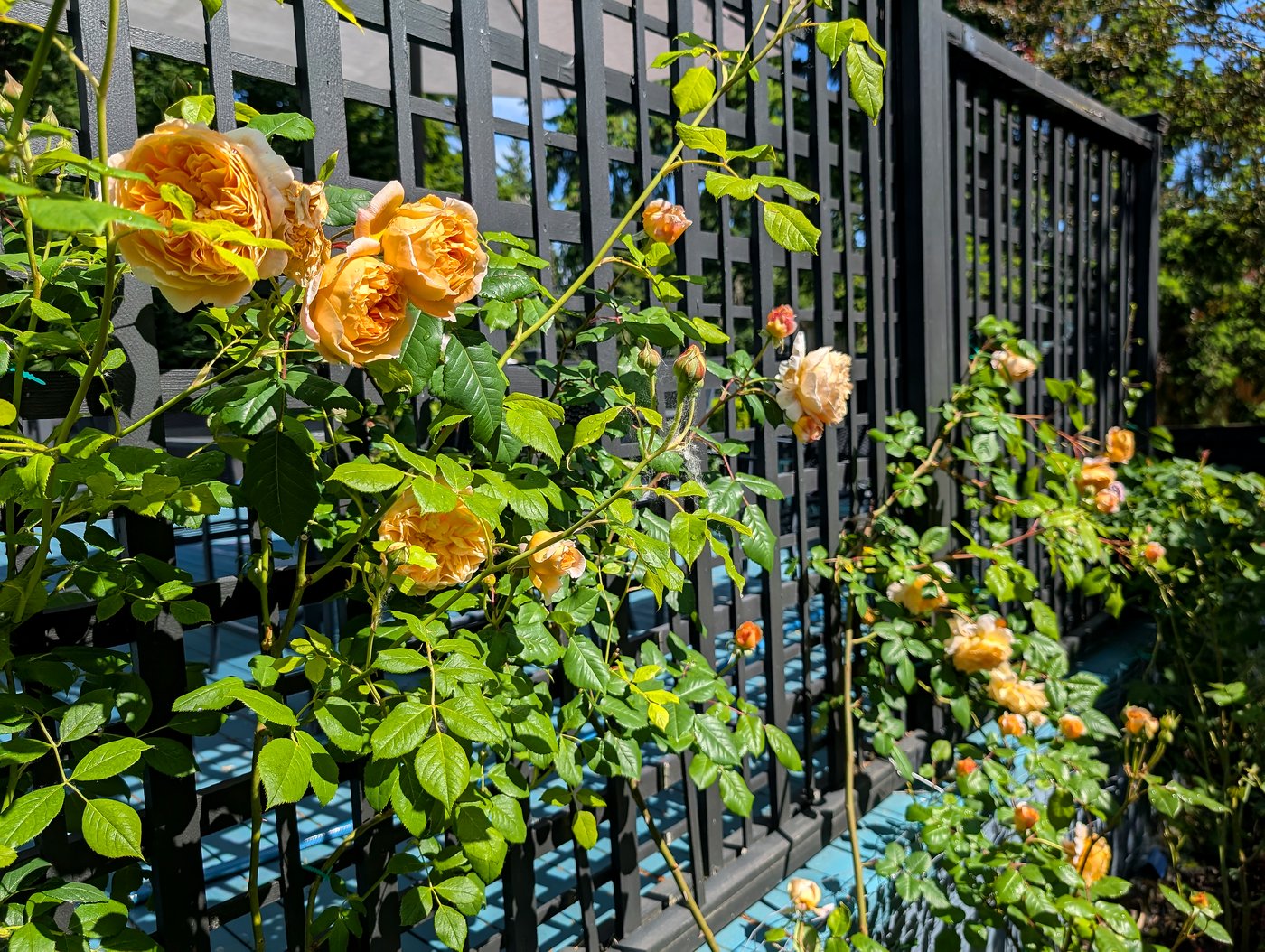Yellow English roses climbing the dark lattice trellis in summer light